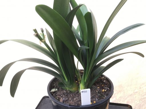 SH511  Belgium Hybrid Clivia miniata