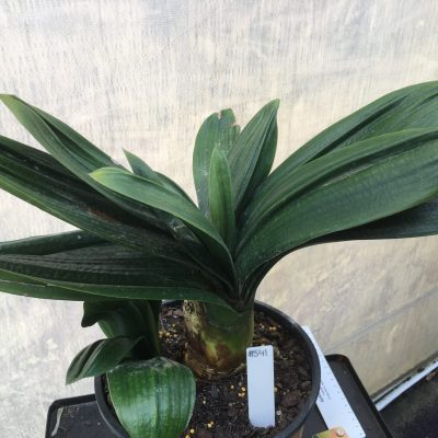 SH541  Anshan Daruma orange Clivia miniata with leaves approximately 80mm x 350mm and crinkled appearance (1 medium sized offset attached)