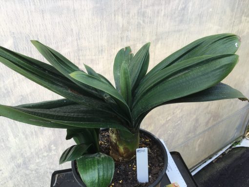 SH541  Anshan Daruma orange Clivia miniata with leaves approximately 80mm x 350mm and crinkled appearance (1 medium sized offset attached)
