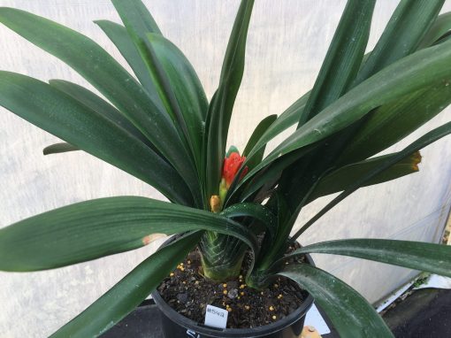 SH542  Belgium Hybrid darker orange Clivia miniata