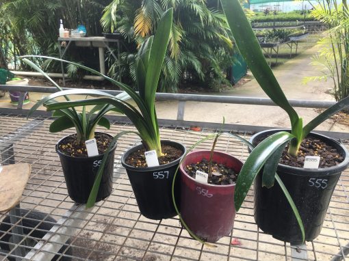 SH555  Clivia miniata Flower colour unknown