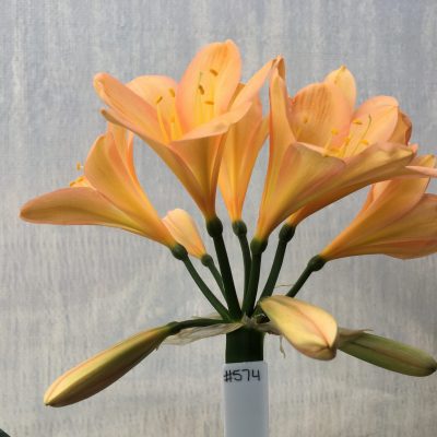 SH574  Mid peach Clivia miniata with pink blushing & broad open flowers with wide petals