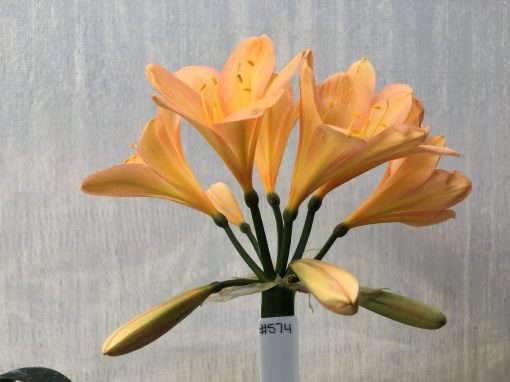 SH574  Mid peach Clivia miniata with pink blushing & broad open flowers with wide petals