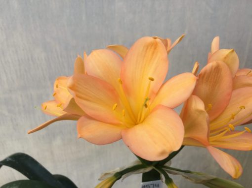 SH574  Mid peach Clivia miniata with pink blushing & broad open flowers with wide petals - Image 2