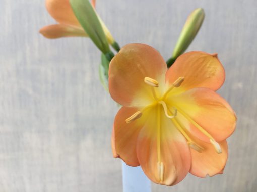 SH610  Mid to dark peach Clivia miniata with broad petals and yellow throat - Image 2