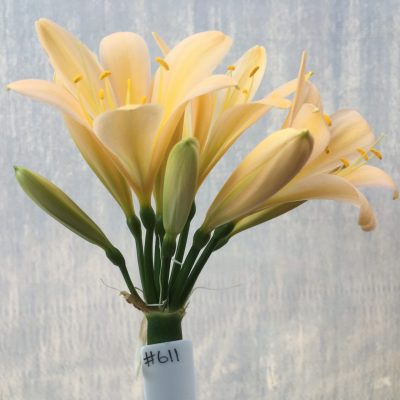 SH611  Light peach Clivia miniata with light pink infusion yellow throat