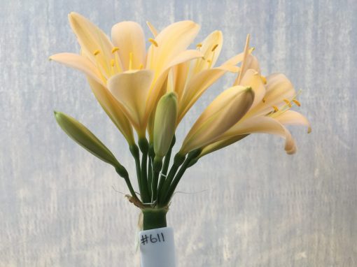 SH611  Light peach Clivia miniata with light pink infusion yellow throat