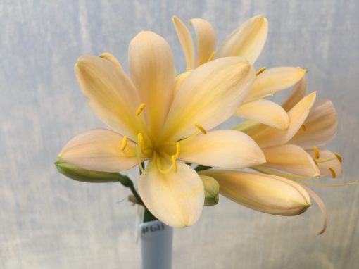 SH611  Light peach Clivia miniata with light pink infusion yellow throat - Image 2