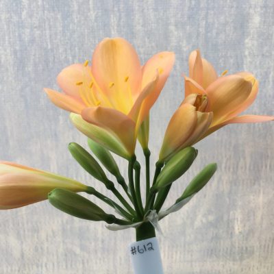 SH612  Mid to dark peach Clivia miniata with pink blush and yellow throat