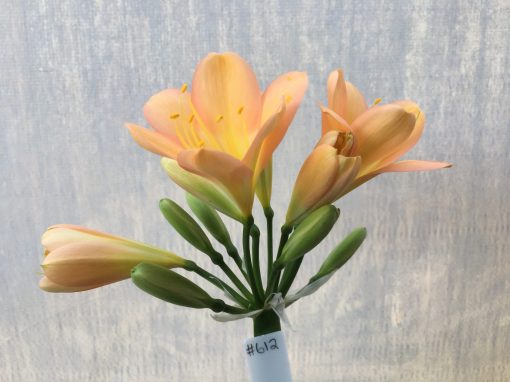 SH612  Mid to dark peach Clivia miniata with pink blush and yellow throat