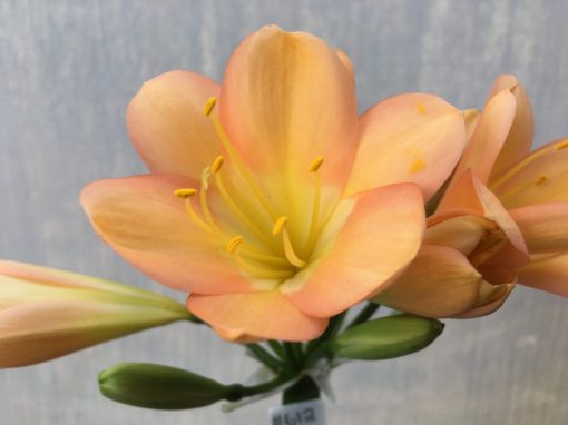 SH612  Mid to dark peach Clivia miniata with pink blush and yellow throat - Image 2