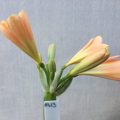 SH613  Mid peach Clivia miniata with keeled petals