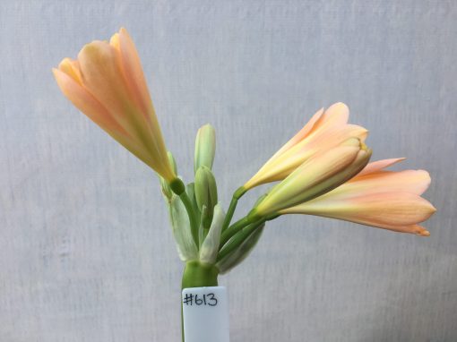 SH613  Mid peach Clivia miniata with keeled petals