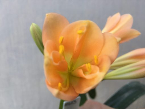 SH613  Mid peach Clivia miniata with keeled petals - Image 2