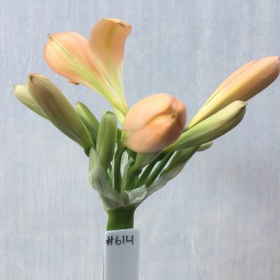 SH614  Mid peach Clivia miniata with light green throat