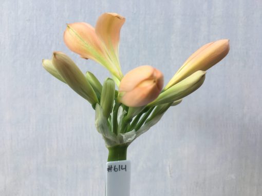 SH614  Mid peach Clivia miniata with light green throat