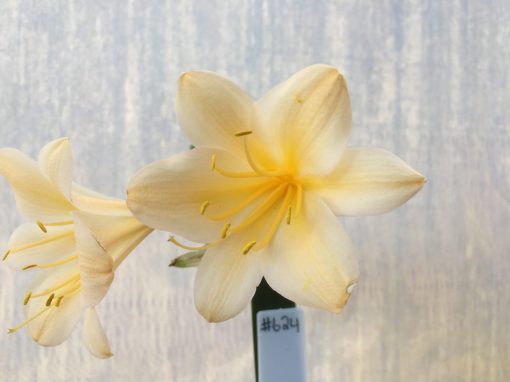 SH624  Light peach Clivia miniata with rich yellow throat - Image 2