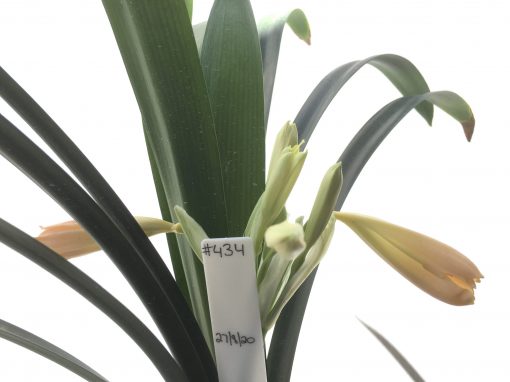 SH434 Pink/Peach Clivia miniata - Image 2