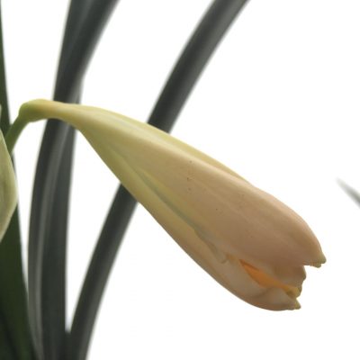SH434 Pink/Peach Clivia miniata