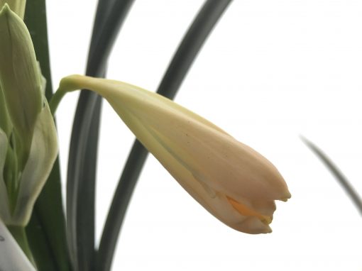 SH434 Pink/Peach Clivia miniata
