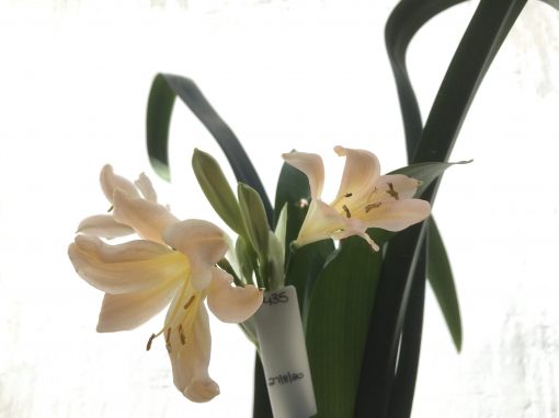 SH435 Pink Clivia miniata with distant peach tones - Image 2