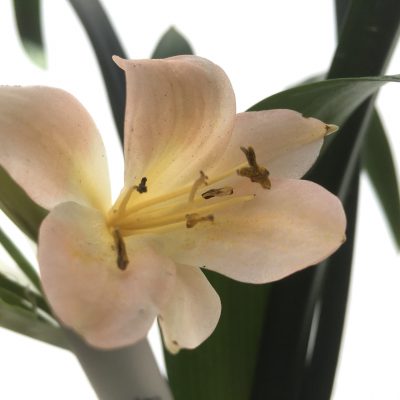 SH435 Pink Clivia miniata with distant peach tones
