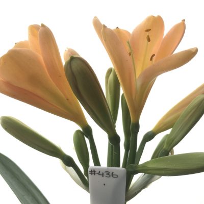 SH436 Pink/Peach Clivia miniata