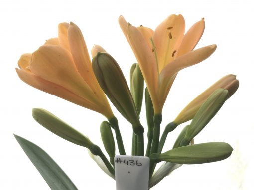 SH436 Pink/Peach Clivia miniata
