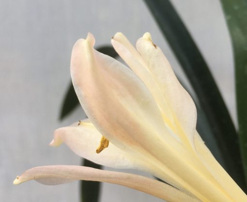 SH435 Pink Clivia miniata with distant peach tones - Image 3