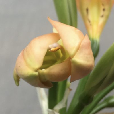 SH495 Mid Peach Clivia miniata