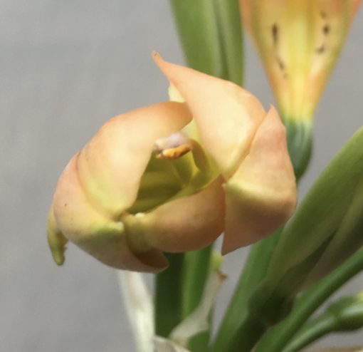 SH495 Mid Peach Clivia miniata