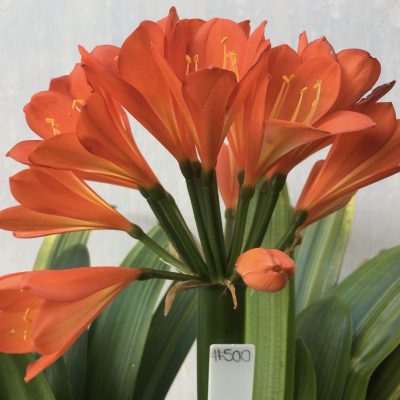 SH500  Variegated Belgium Hybrid Clivia miniata with dark orange tones and yellow throat (1 large offset attached)