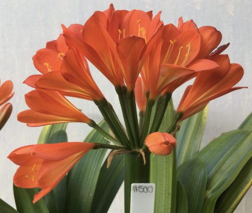 SH500  Variegated Belgium Hybrid Clivia miniata with dark orange tones and yellow throat (1 large offset attached)
