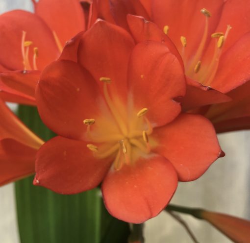 SH500  Variegated Belgium Hybrid Clivia miniata with dark orange tones and yellow throat (1 large offset attached) - Image 2