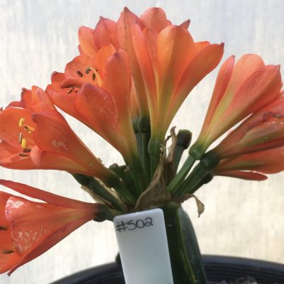 SH502 Lightly variegated Belgium Hybrid with dark orange tones and 1 multi petal flower