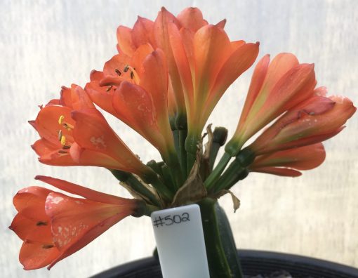 SH502 Lightly variegated Belgium Hybrid with dark orange tones and 1 multi petal flower