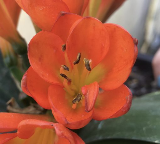 SH502 Lightly variegated Belgium Hybrid with dark orange tones and 1 multi petal flower - Image 2