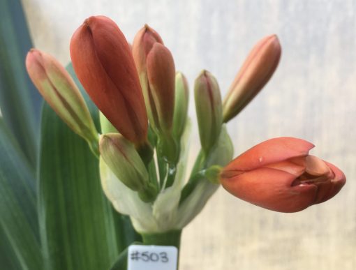SH503  Variegated Clivia miniata with orange tones (1 large offset attached)