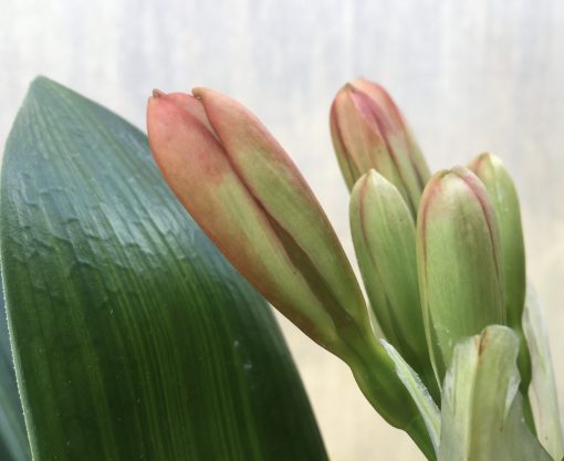 SH503  Variegated Clivia miniata with orange tones (1 large offset attached) - Image 2