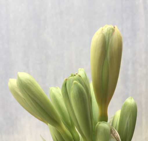 SH505  Variegated Clivia miniata, possibly peach - Image 2