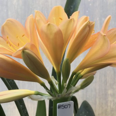 SH507  Mid peach/pink Clivia miniata with yellow throat (2 large offsets attached)