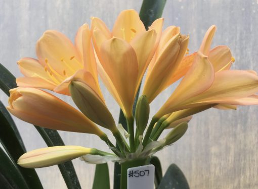 SH507  Mid peach/pink Clivia miniata with yellow throat (2 large offsets attached)