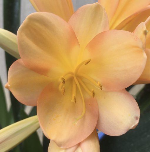 SH507  Mid peach/pink Clivia miniata with yellow throat (2 large offsets attached) - Image 2