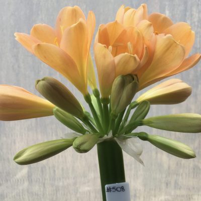SH508  Mid Peach Clivia miniata