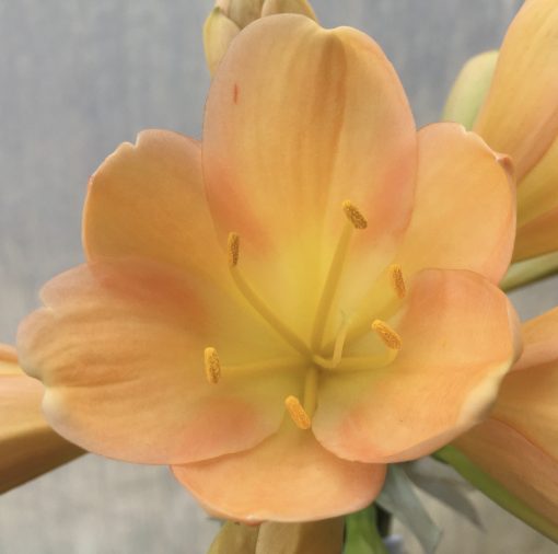 SH508  Mid Peach Clivia miniata - Image 2