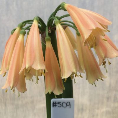 SH509  'Cream Fingers' series Peachy/pink Clivia Interspecific (1 small offset attached)
