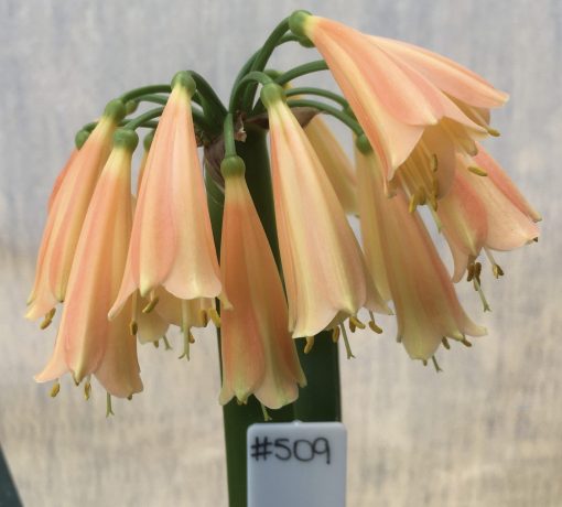 SH509  'Cream Fingers' series Peachy/pink Clivia Interspecific (1 small offset attached)