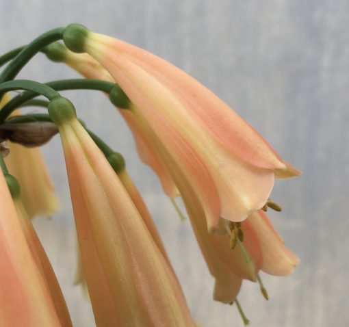 SH509  'Cream Fingers' series Peachy/pink Clivia Interspecific (1 small offset attached) - Image 2