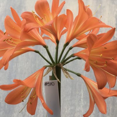 SH510  Dark orange/peach Clivia miniata with yellow striping to external petal surfaces
