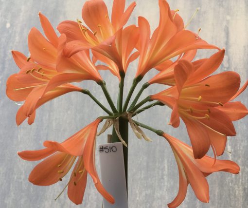 SH510  Dark orange/peach Clivia miniata with yellow striping to external petal surfaces